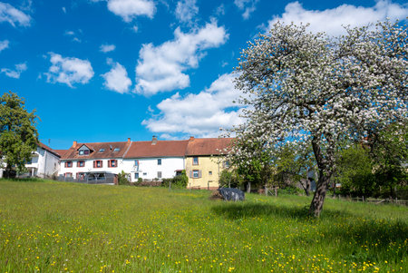 blue sky and spring flowers near village houses and blossoming fruit tree in nature park saar hunsrueck near trier in germanyの写真素材