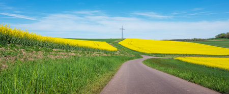 yellow rapeseed fields under blue sky in rural landscape in german national park of saar hunsrueck under blue sky in spring between Saarbrucken and Trierの写真素材