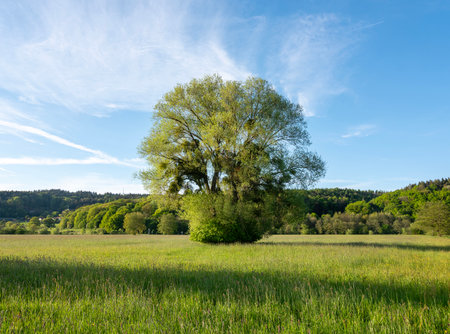 grass lands with trees and near river Saar in national park saar-hunsrueck near Trier in germanyの写真素材