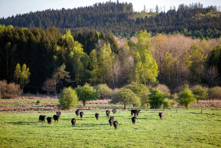 green grassy meadows with black horned cows in national park saar-hunsrueck at sunset and fresh spring colors in the background forestの写真素材