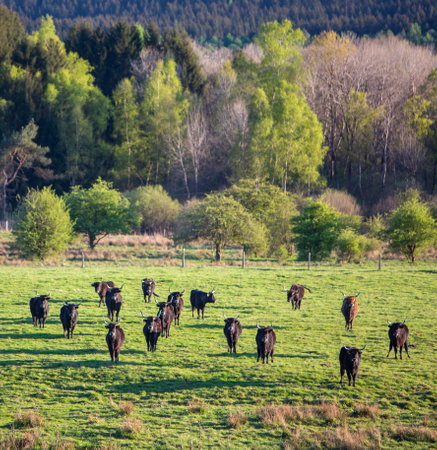 green grassy meadows with cows in national park saar-hunsrueck at sunset and fresh spring colors in the background forestの写真素材