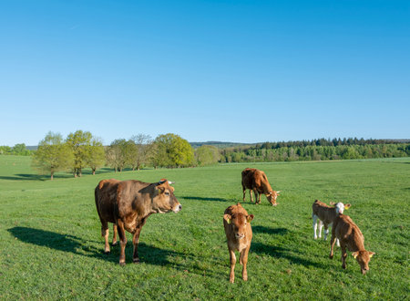 brown cows and calves under blue sky in green grassy spring meadow near Trier in german saarland and nature park saar-hunsrueckの写真素材