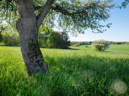 beautiful countryside of nature park saar hunsrueck in spring with blossoming fruit trees and fresh colors under blue skyの写真素材
