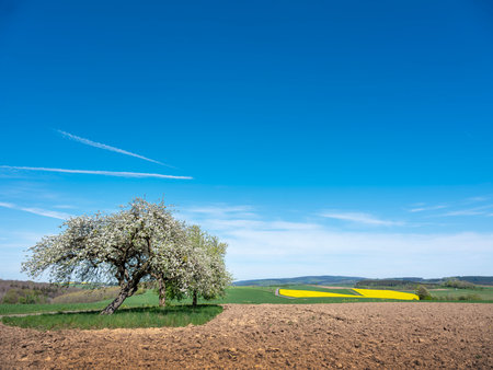 blossoming fruit trees in rural landscape with rapeseed field in german national park of saar hunsrueck under blue sky in spring between Saarbrucken and Trierの写真素材