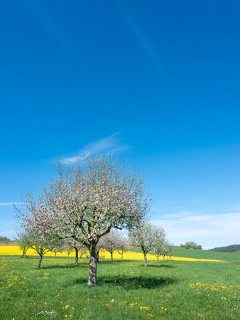 blossoming fruit trees in rural landscape with rapeseed field in german national park of saar hunsrueck under blue sky in spring between Saarbrucken and Trierの写真素材