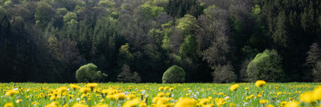 fresh spring leaves and field with dandelions within nature park sÃ¼deifel near luxembourg in...