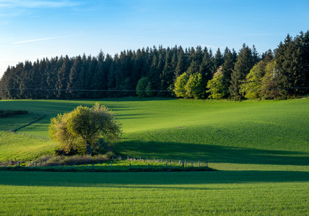 rural landscape with fresh spring colors on trees and fields in german nature of eifel under blue skyの写真素材