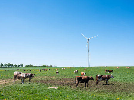 curious brown and white spotted cows in green meadow with yellow spring flowers under blue sky in the north of Luxembourg near wind turbineの写真素材