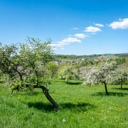 beautiful countryside of nature park saar hunsrueck in spring with blossoming fruit trees and fresh colors under blue skyの写真素材