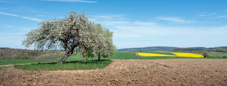 blossoming fruit trees in rural landscape with rapeseed field in german national park of saar hunsrueck under blue sky in spring between Saarbrucken and Trierの写真素材