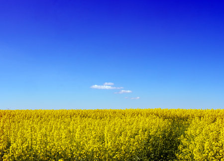 almost abstract picture of yellow rapeseed field under blue sky with small cloudsの写真素材