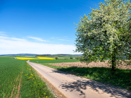 blossoming fruit trees in rural landscape with rapeseed field in german national park of saar hunsrueck under blue sky in spring between Saarbrucken and Trierの写真素材