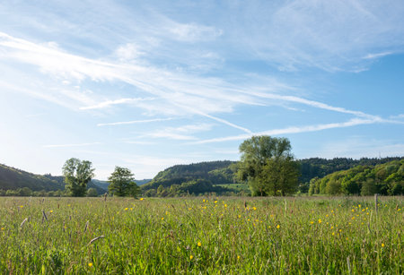 grass lands with trees and near river Saar in national park saar-hunsrueck near Trier in germanyの写真素材