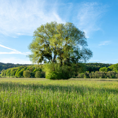 grass lands with trees and near river Saar in national park saar-hunsrueck near Trier in germanyの写真素材