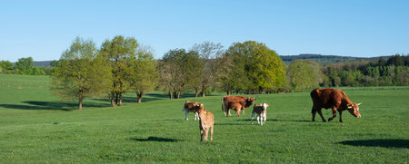 brown cows and calves under blue sky in green grassy spring meadow near Trier in german saarland and nature park saar-hunsrueckの写真素材