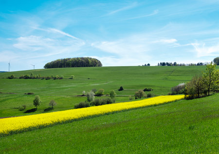 trees and grass in rural landscape with rapeseed field in german national park of saar hunsrueck under blue sky in spring between Saarbrucken and Trierの写真素材
