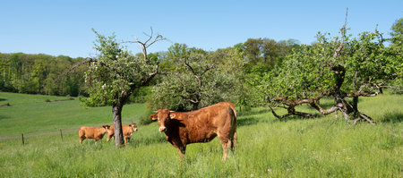 sunny spring day with brown cow and calves in orchard near meadow in south luxembourgの写真素材