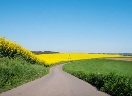 agricultural countryside landscape in luxembourg with rapeseed field under blue sky in springの写真素材