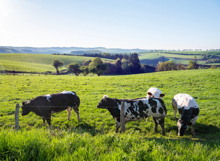 curious black and white spotted beef cows in green meadow with yellow spring flowers under blue sky in the north of Luxembourgの写真素材