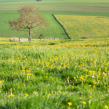 spring time shows flowers and fresh colors of fields and meadows in rolling hills of Luxembourg countrysideの写真素材