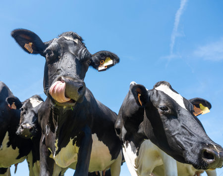 curious black and white spotted cows in green meadow with yellow spring flowers under blue sky in the north of Luxembourgの写真素材