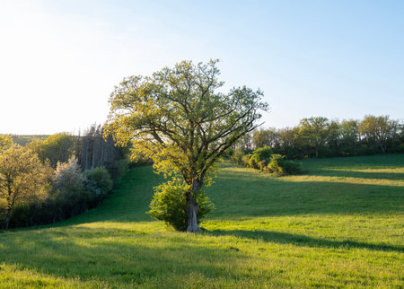 spring time shows trees and fresh colors of fields and meadows in rolling hills of Luxembourg countrysideの写真素材