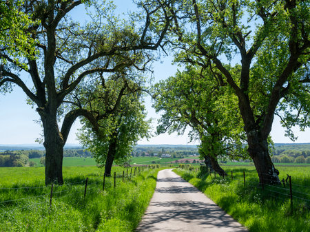 spring time shows flowers and fresh colors of fields and meadows in rolling hills of Luxembourg countrysideの写真素材