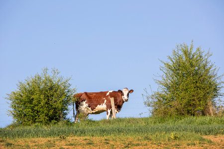 blue sky over spotted brown and white cow that grazes near shrubs in green meadow in the north of Luxembourgの写真素材