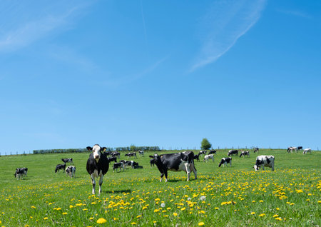 curious black and white spotted cows in green meadow with yellow spring flowers under blue sky in the north of Luxembourgの写真素材