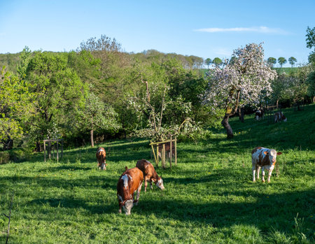 sunny spring day with brown cow and calves in orchard near meadow in south luxembourgの写真素材