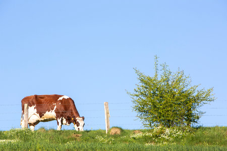 blue sky over spotted brown and white cow that grazes near white flowers in green meadow in the north of Luxembourgの写真素材