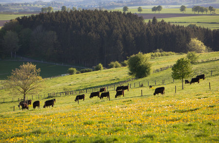 herd of cows grazing in spring meaedow with blossoming flowersmeadow in the hills of eislek in luxembourgの写真素材