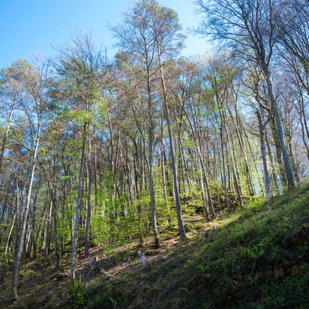 fresh spring leaves lit up in sunlight on forest in muellertal near maarnach in luxembourgの写真素材
