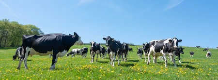 curious black and white spotted cows in green meadow with yellow spring flowers under blue sky in the north of Luxembourgの写真素材