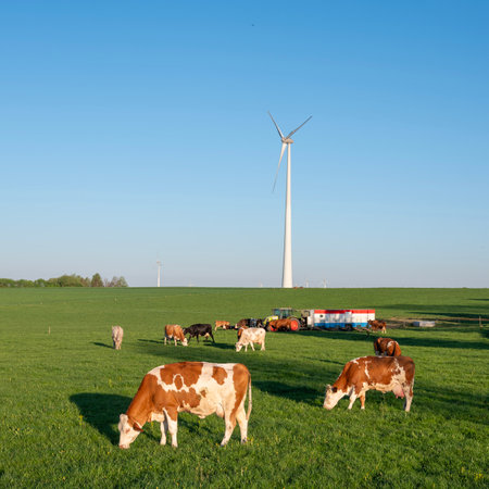 curious brown and white spotted cows in green meadow under blue sky in the north of Luxembourg near wind turbineの写真素材