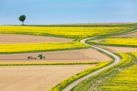 green tractor at work on field between rapeseed fields in the north of Luxembourg in springの写真素材