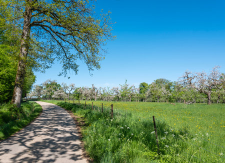 landscape with flowers and blossoming orchard under blue sky in luxembourg in springの写真素材