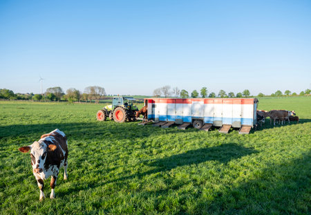 cow leaves red, white and blue milking machine in green meadow under blue sky in Luxembourg part Eislekの写真素材