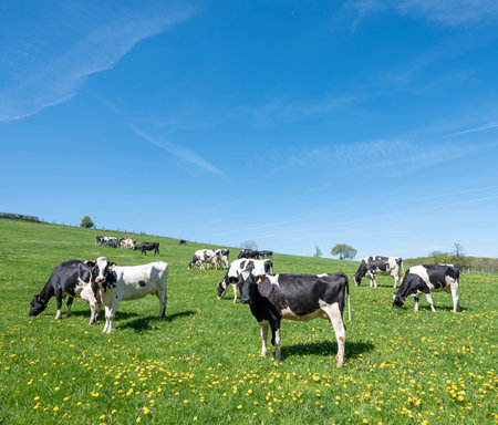 curious black and white spotted cows in green meadow with yellow spring flowers under blue sky in the north of Luxembourgの写真素材