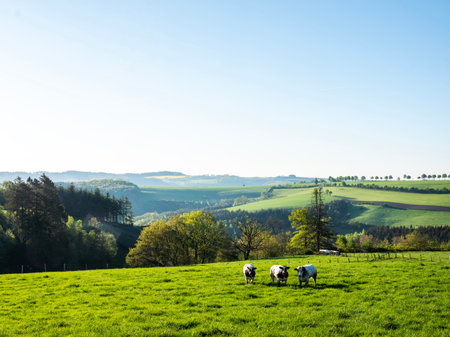 curious black and white spotted beef cows in green meadow with yellow spring flowers under blue sky in the north of Luxembourgの写真素材