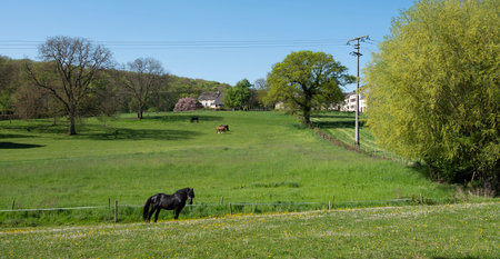 spring meadow with flowers and horses under blue sky in Luxembourgの写真素材
