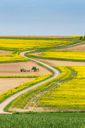 green tractor at work on field between rapeseed fields in the north of Luxembourg in springの写真素材