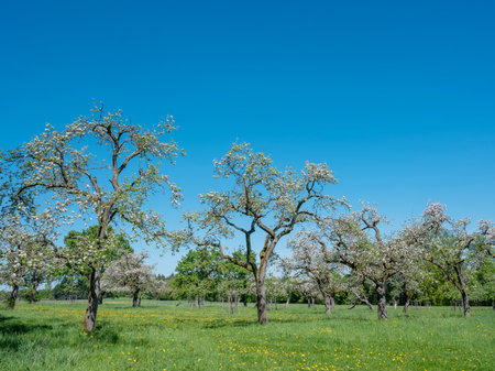 landscape with flowers and blossoming orchard under blue sky in luxembourg in springの写真素材