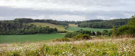 large amount of daisies on the foreground in summer ladscape with farm in rural English county of Kentの写真素材