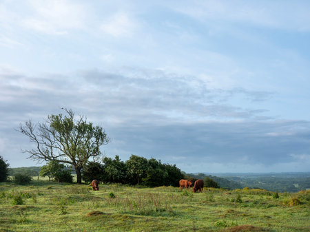 view over Kent landscape from north downs in kent with brown cows on early morning late springの写真素材