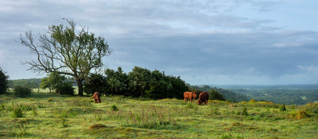 view over Kent landscape from north downs in kent with brown cows on early morning late springの写真素材