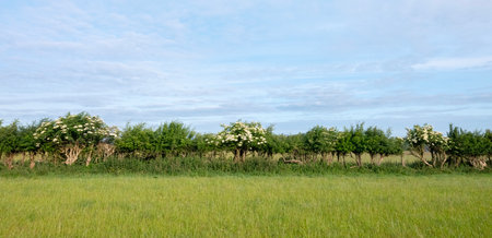 typical british hedge with blossoming white flowers under blue summer sky in county of kentの写真素材