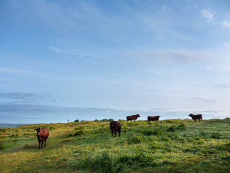view over Kent landscape from north downs in kent with brown cows on early morning late springの写真素材