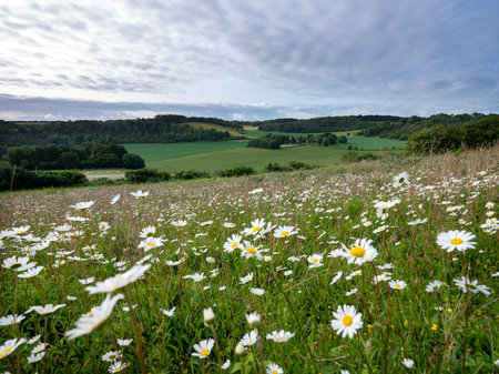 large amount of daisies on the foreground in summer ladscape with farm in rural English county of Kentの写真素材