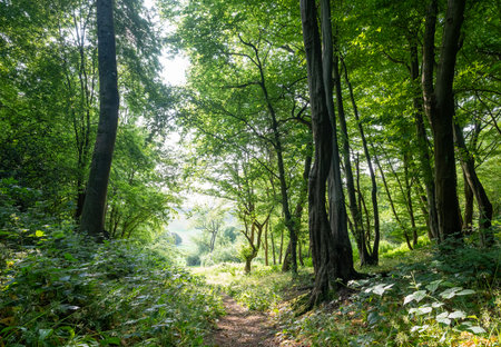sunlight on path towards meadow in forest near wye in british countryside near wye valley on late spring morningの写真素材